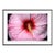 Pink Hibiscus Still Life Photograph by Stuart Möller Framed For Sale