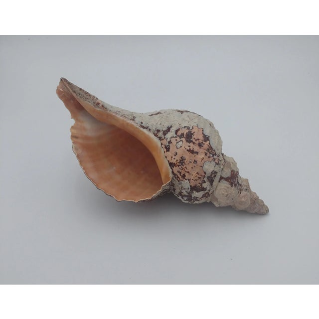 Vintage Horse Conch Shell From the Sea of Cortez – Circa 1970 For Sale - Image 11 of 12