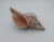 Vintage Horse Conch Shell From the Sea of Cortez – Circa 1970 For Sale - Image 11 of 12
