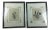 English Botanical Water Color Silhouette Framed Prints by Julia Winship - a Pair For Sale