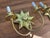 Visual Comfort Visual Comfort Gilded Starburst Two-Light Wall Sconces - a Pair For Sale - Image 4 of 5