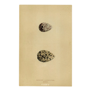 1890s, Sandpiper and Knot Bird Egg Print, Original Antique Egg Print, Engraving, England