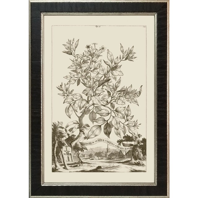 Munting Botanicals Set #2 Framed in Italian Wood Veneer Moulding For Sale - Image 4 of 11