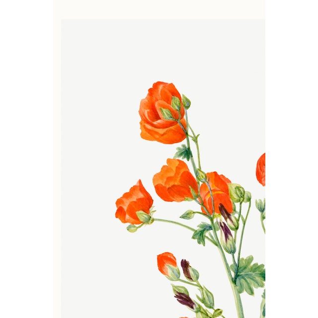 Paper Scarlet Globe Mallow, Vintage Botanical Art Print Reproduction by Mary Vaux Walcott, 32" X 48" For Sale - Image 7 of 10