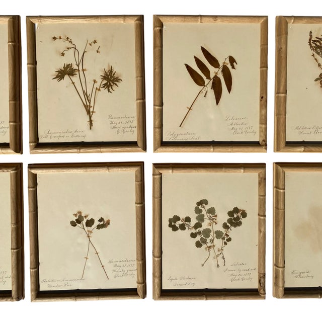 Antique Herbarium Botanicals, 1897 — Set of 10 For Sale In Los Angeles - Image 6 of 17