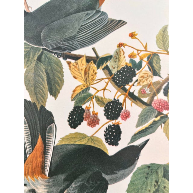 John James Audubon 1964 Audubon Folio Lithograph Great Bird Paintings - "Cat Bird" 17x14 For Sale - Image 4 of 8
