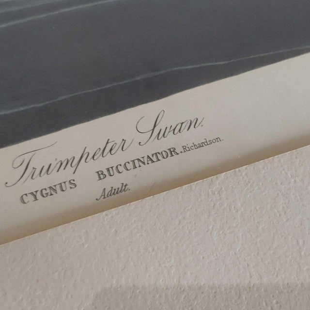 Vintage Framed Print by John James Audubon Trumpeter Swan Image originally published as his series The Birds of America...