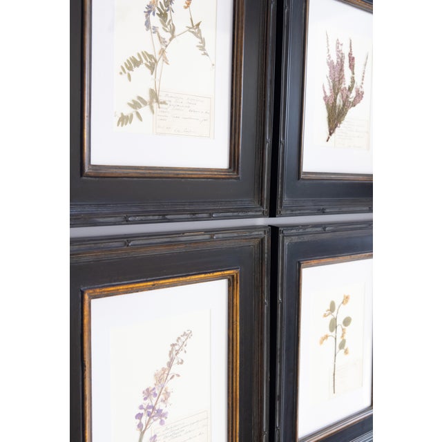 Custom Framed Vintage Finnish Herbarium Botanical Specimens - Set of Four For Sale - Image 15 of 18