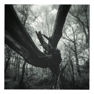 Paul Cooklin, Fallen Tree, Edition of 50 For Sale
