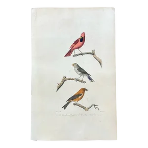 French Antique 18th Century "Le Cardinal Huppe" Bird Engraving Hand Colored Signed Artwork
