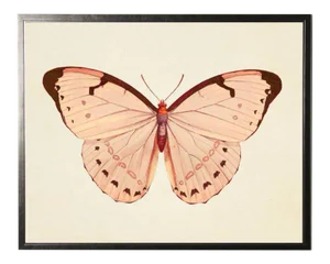 Horizontal Pink Butterfly Print in Pewter Shadowbox