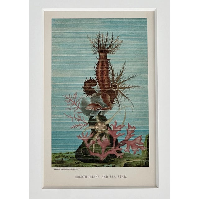 Original chromolithograph published by Selmar Hess in 1898. Custom frame and UV-resistant glass. Dimensions: 11 x 14"