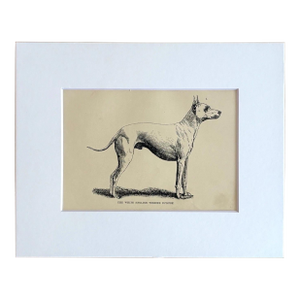 Antique Dog Print in 8 x 10 Mat, ca. 1890: The White English Terrier Eclipse