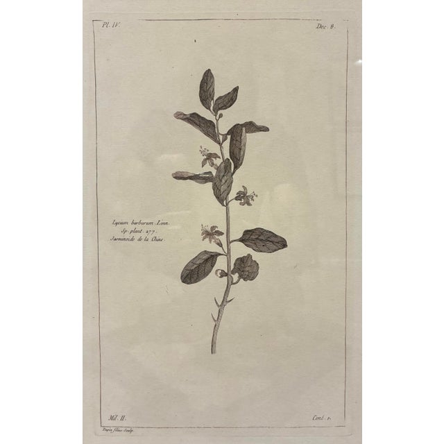 An elegant botanical print depicting Lycium barbarum, commonly known as goji berry or Chinese wolfberry, presented in the...