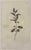 An elegant botanical print depicting Lycium barbarum, commonly known as goji berry or Chinese wolfberry, presented in the...