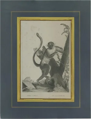 Miger, Illustration of the Green Monkey, 1808, Print