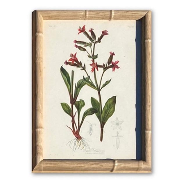 Wood Framed Botanical Chromolithographs Set of 9 — “Wild Flowers of America”, Volume Ii, L. Prang & Co., Boston (C. 1878) For Sale - Image 7 of 18