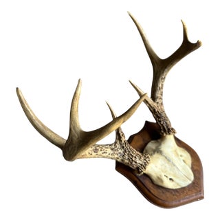1900s Antler Trophy Mount Rd120 Black Forest For Sale