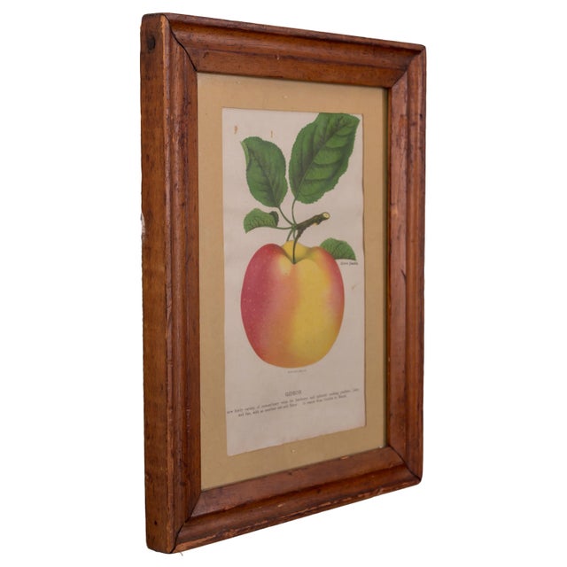 Late 19th Century Nurseryman's Specimen Book Apple & Pear Lithographs, C.1880s - a Pair For Sale - Image 5 of 5