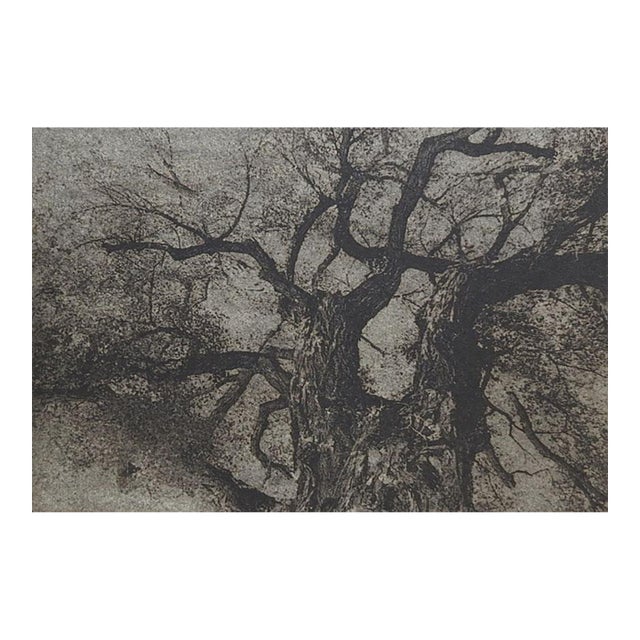 Late 20th Century Gray Tones Cyanotype Tree Photograph For Sale