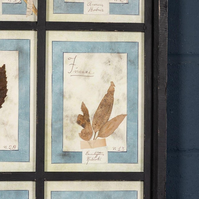 Black 20th Century Italian Large Oak Frame with Pressed Flowers and Herbs For Sale - Image 8 of 18