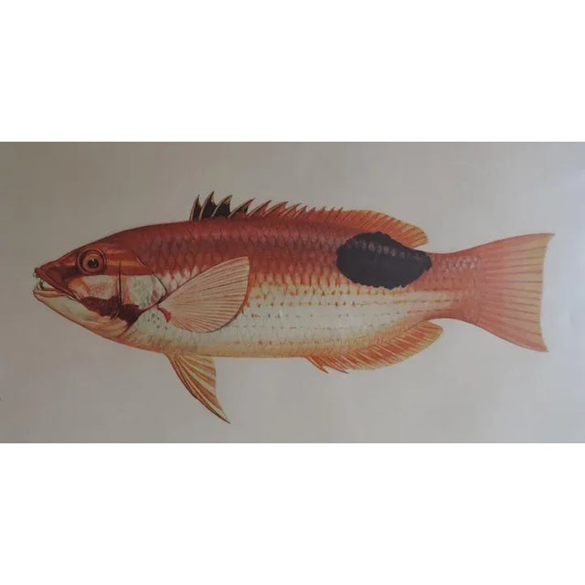 19th Century 19th Century Framed Natural History Fish Prints by Cuvier & Valenciennes with Vanderbilt Provenance - Set of 3 For Sale - Image 5 of 11