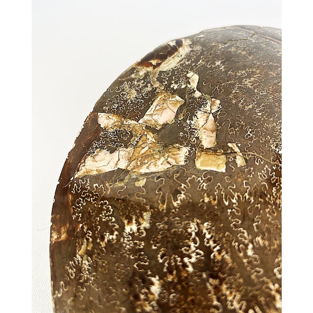 Very Large Prehistoric Ancient Ammonite Fossil Specimen For Sale In Miami - Image 6 of 7