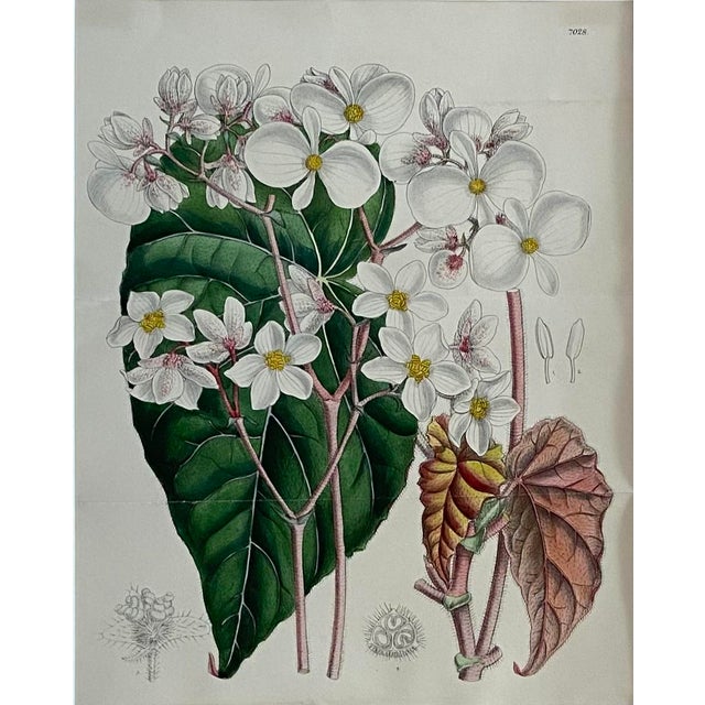 Mid 19th Century John Nugent Fitch Orchids, 19th Century Hand Colored Engraving Botanical Print For Sale - Image 5 of 7