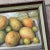 Wood Vintage Coastal Mango Still Life Oil on Canvas Painting For Sale - Image 7 of 7