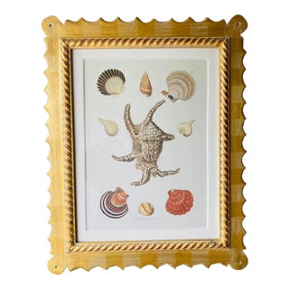 Vintage Framed Trowbridge Shell Print For Sale