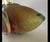 Weller Pottery Rare Weller Pottery Malvern Oval Double-Handled Jardinière, C. 1930 For Sale - Image 4 of 6