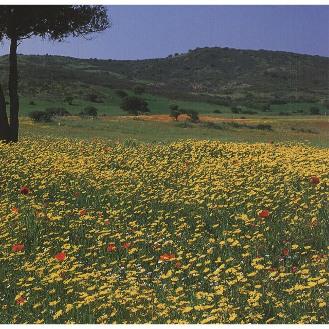 Archiv Kiedrowski Tuscany, Italy, 2009 For Sale - Image 4 of 4