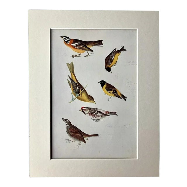 Vintage John James Audubon Matted Print, 1966: Finches, Buntings, Etc. For Sale