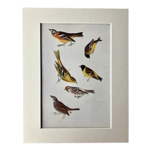 Vintage John James Audubon Matted Print, 1966: Finches, Buntings, Etc.