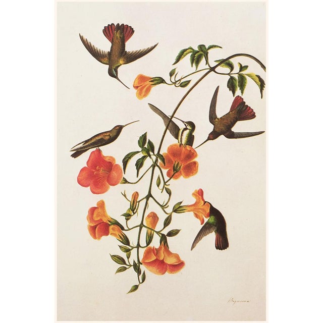 1966 Black-Throated Mango After Audubon, Cottage Style Print For Sale In Dallas - Image 6 of 9