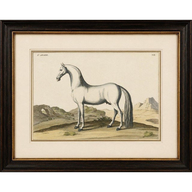 Baron Eisenberg Arabian Horse — “L’Arabe” Equestrian Engraving, 1727 This elegant early-18th century equestrian engraving...