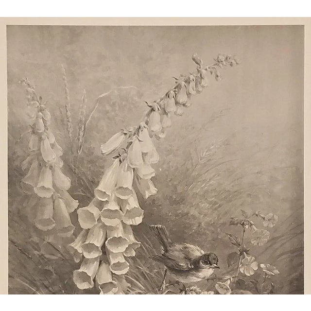 French 1885 Unusual Antique Botanical Phototype Lithograph-Birds, Bellflower For Sale - Image 3 of 4