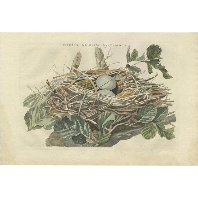 Late 18th Century Sepp and Nozeman, Black-Crowned Night Heron, 1789, Paper For Sale - Image 5 of 5