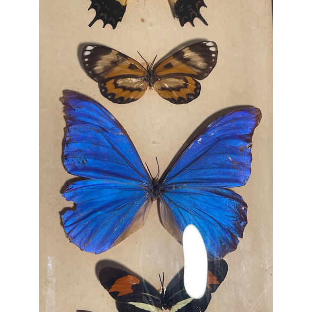 Vintage Framed Butterfly Specimens For Sale - Image 4 of 4