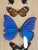 Vintage Framed Butterfly Specimens For Sale - Image 4 of 4