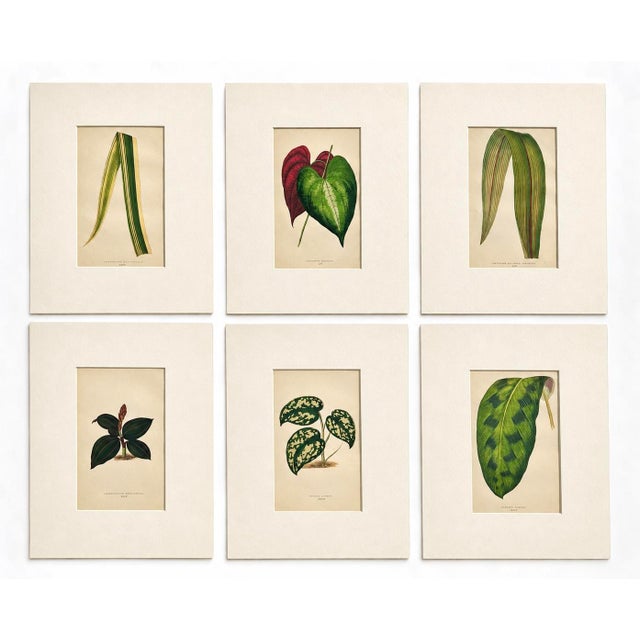 Set of 6 Botanical Leaf Prints | Hand-Colored Antique Plant Engravings | by Lowe, C. 1890 For Sale - Image 6 of 6