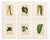 Set of 6 Botanical Leaf Prints | Hand-Colored Antique Plant Engravings | by Lowe, C. 1890 For Sale - Image 6 of 6