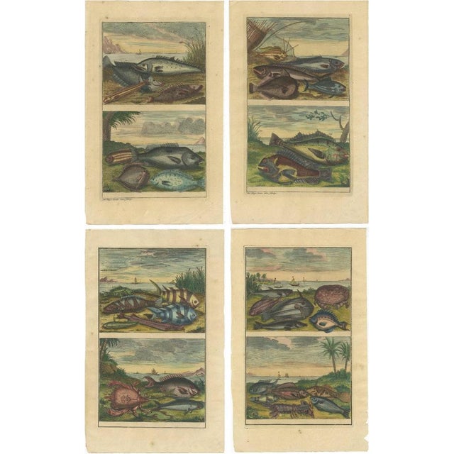 Various Fishes and Crustaceans, 1726, Paper, Set of 4 For Sale - Image 6 of 6