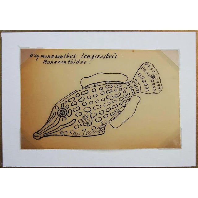Abstract 20th Century Scientific Drawing of an Orange Spotted Filefish by David and Natasha Deighton For Sale - Image 3 of 6