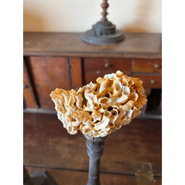19th Century 3 Baroque Mounted Seashell Specimens Displays on 19th Century Dark Wooden Stands For Sale - Image 5 of 11