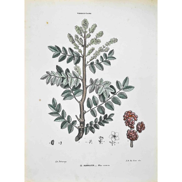 Vincenzo Tenore, The Thebebintaceae, Lithograph, 1870s For Sale