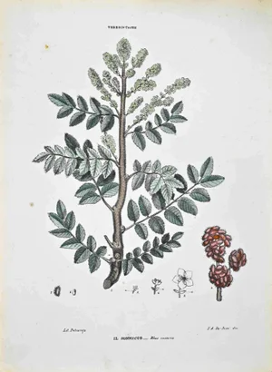 Vincenzo Tenore, The Thebebintaceae, Lithograph, 1870s