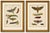 Title: pair of antique hawk moth life cycle engravings – bertuch, c.1800 a striking set of two original antique hand-...