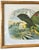 Audubon Style Yellow-Crowned Amazon Parrot Modern Print of 1857 Color Engraving, Faux Bamboo Frame For Sale - Image 4 of 9