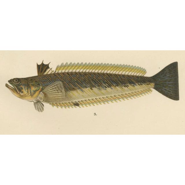 Late 19th Century Red Mullet, Norway Redfish, and Greater Weever - Vibrant Fish Lithography, 1895 For Sale - Image 5 of 10